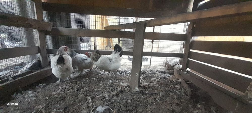Срочно продам кур