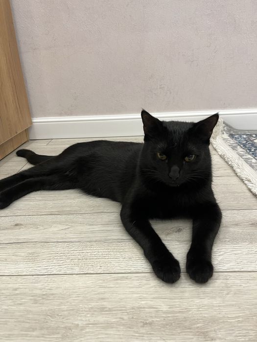 Отдам кошку (Муиз)