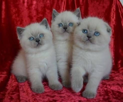 Котята блю поинты Шотландца