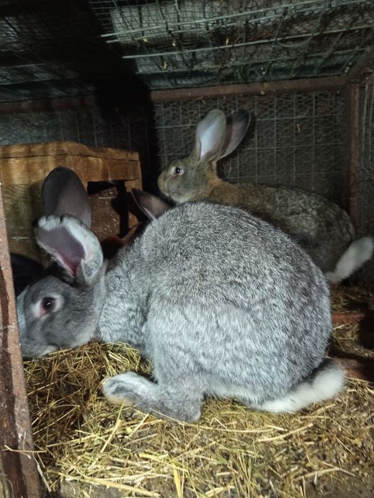 Vând iepuri uriaș german