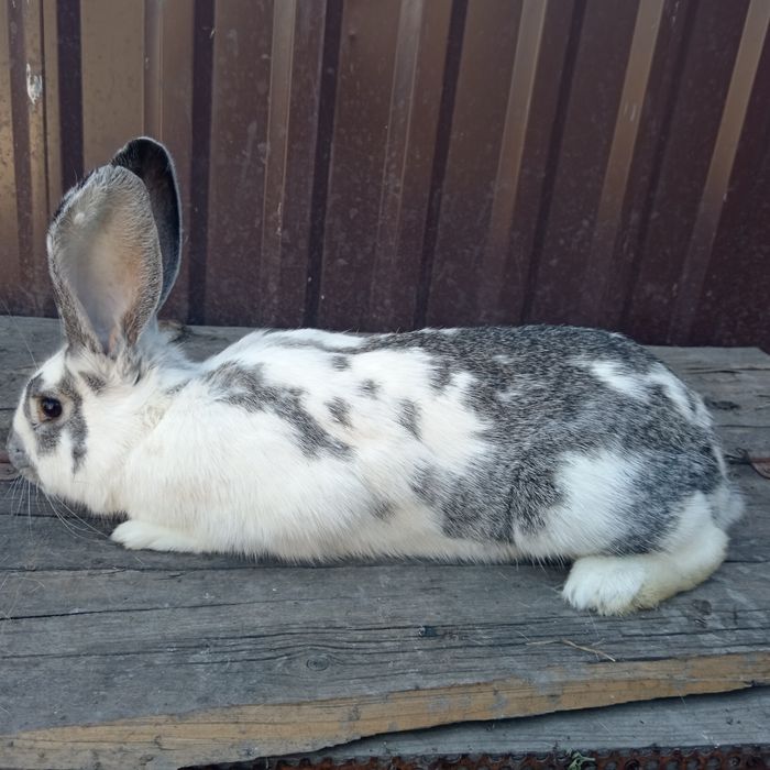 Продам случиных кролих