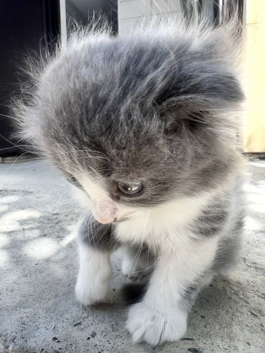 Марғау, котенок девочка вислоухая