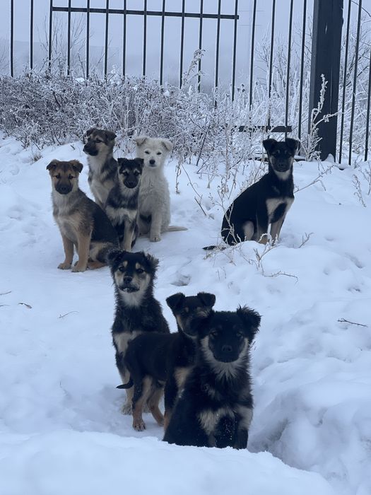 Отдам щенят в добрые руки