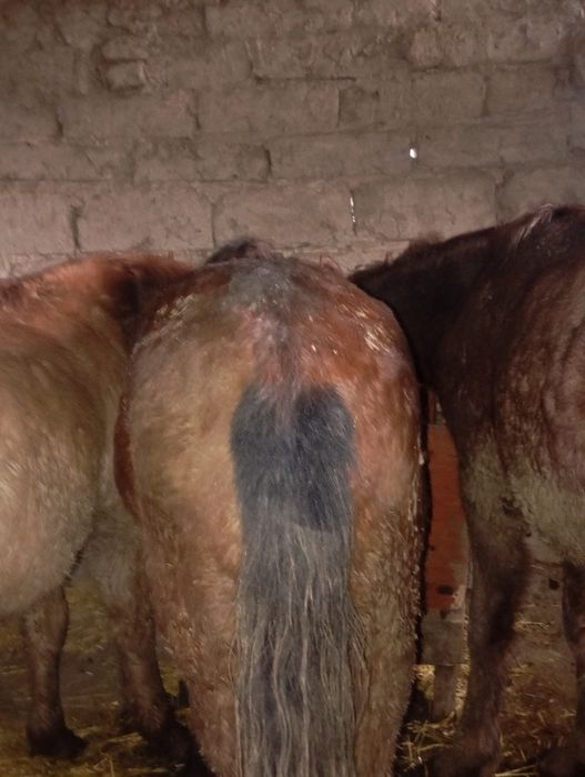 Тай бордақы 450 мыннаң