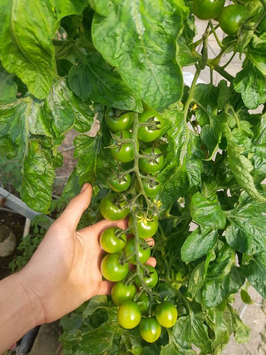 AlaminoF1 va Alamino bachki bachki ochiqdala va issiqxona uchun