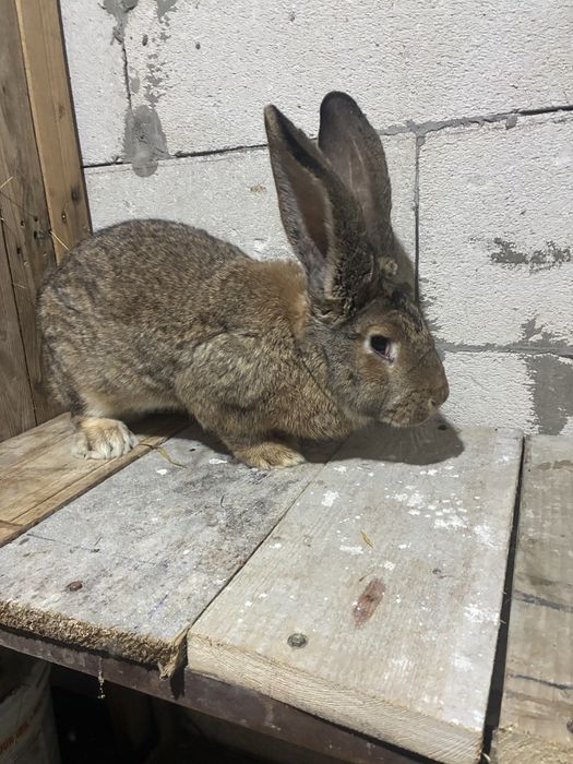 Vand iepuroica urias german