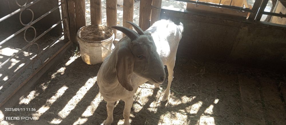 Битал ешкы битал