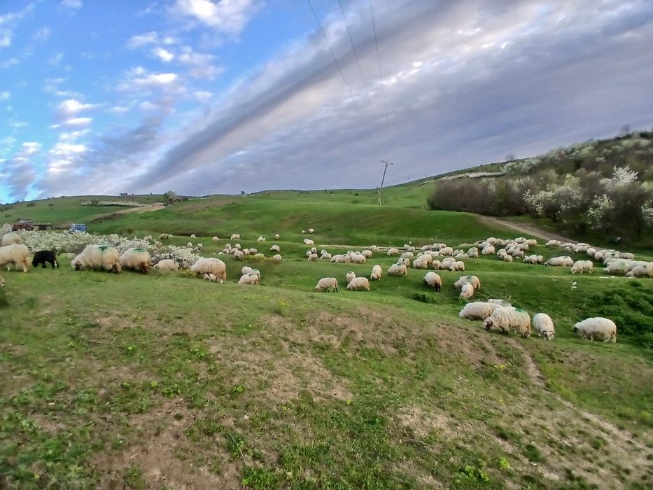 Vand 200 de oi tinere