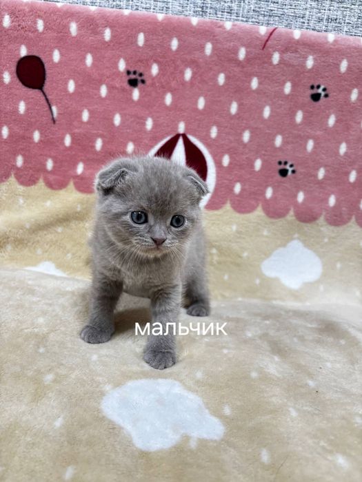 Продаются котята породы скоттиш фолд