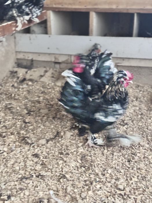 Yapon xorozla sotiladi