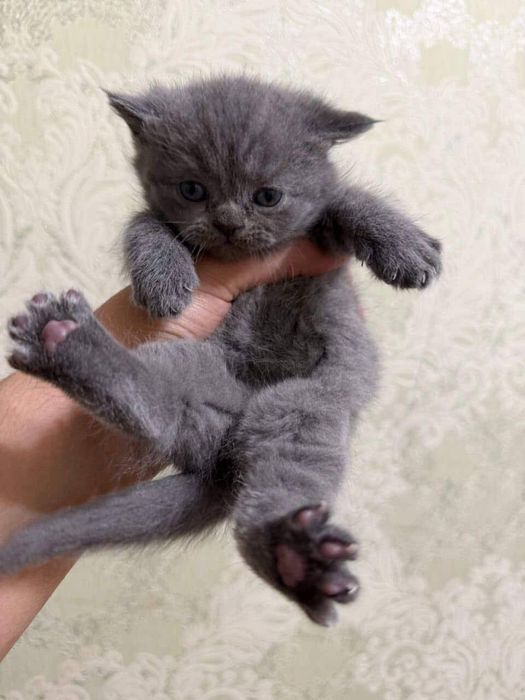 Скотиш фолд продается кошка