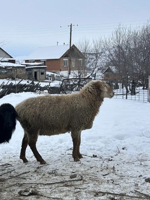 Продам барана