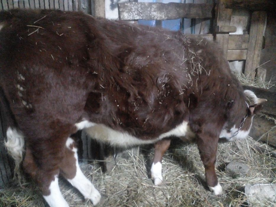 Продам годовалого бычка