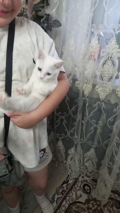 Котик  отдам в хорошие руки