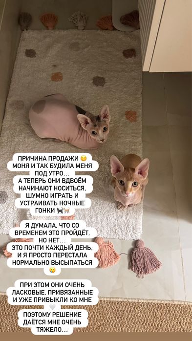 Сфинкс мальчик 3 месяца