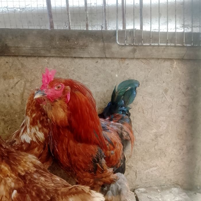 Продам пятуха полу брама