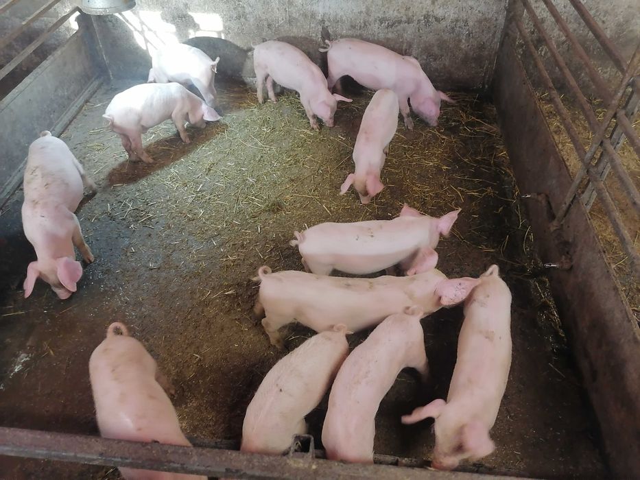 Продавам малки прасета