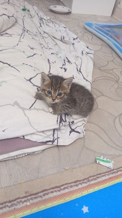 Отдам в хорошие руки