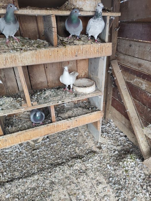 Porumbei voiajori foarte buni