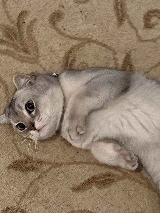 Британский короткошёрстний кот