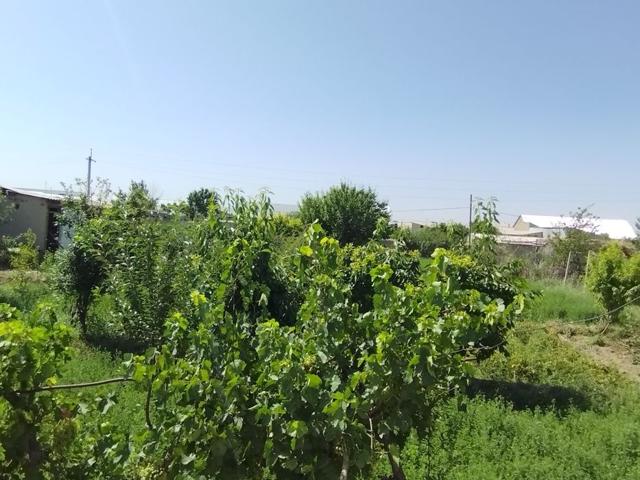 20 сотихли ховли тез ва арзон Сотилади