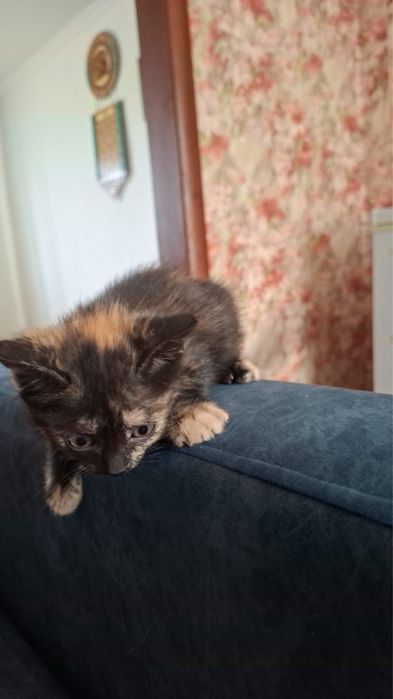 Отдам котят в хорошие руки