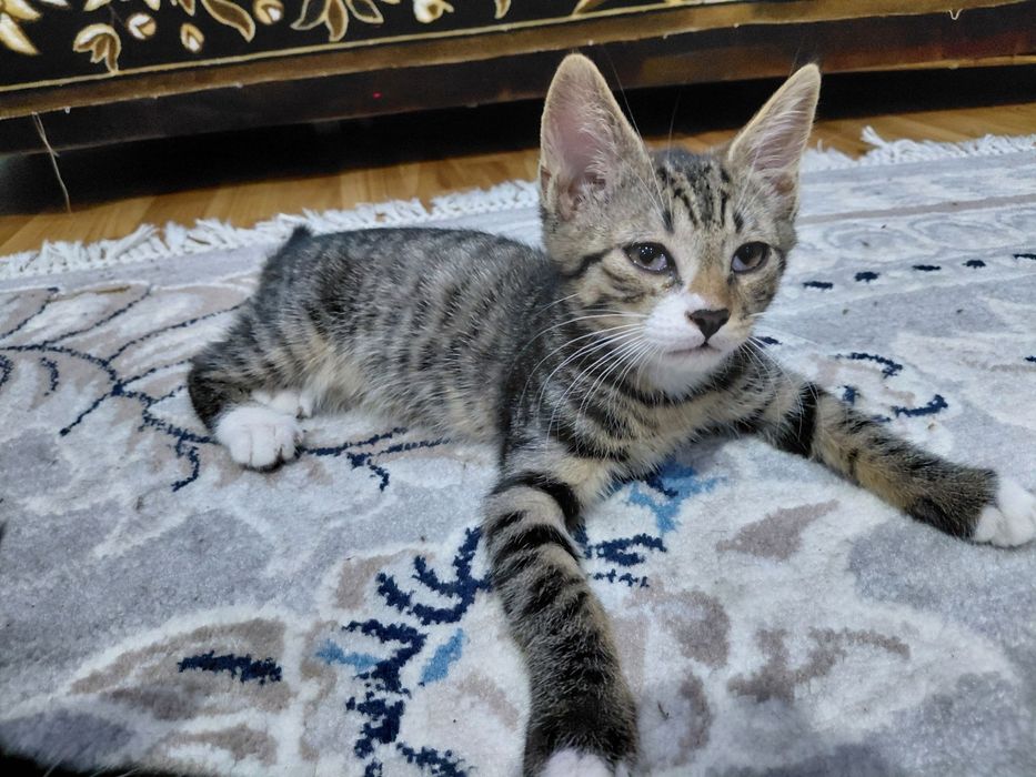 мы дарим красивых котят