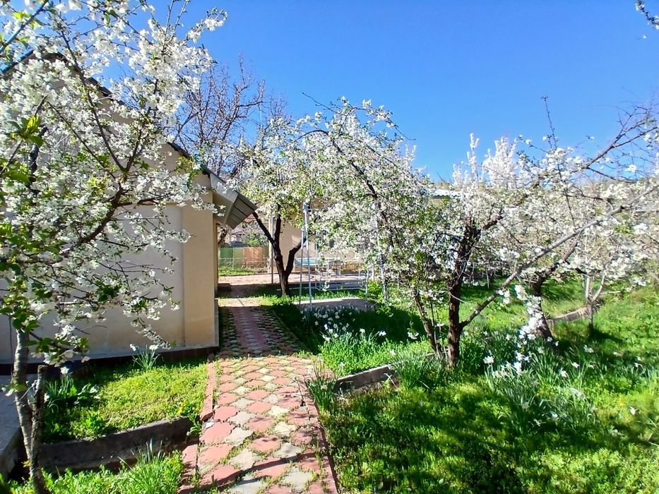 Dala hovli sotiladi kumushkonda 6 sotix