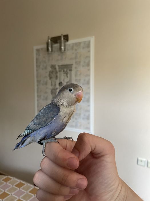 Идеальный ручной попугайчик неразлучник продается