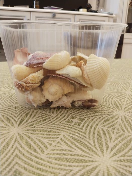 Ракушки натуральные.