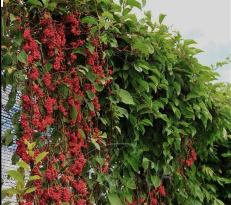 Продам саденцы лимонник китайский