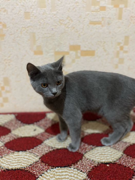 Skotish strayt 7 oylik