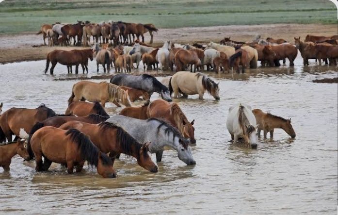 Скотник табунщик