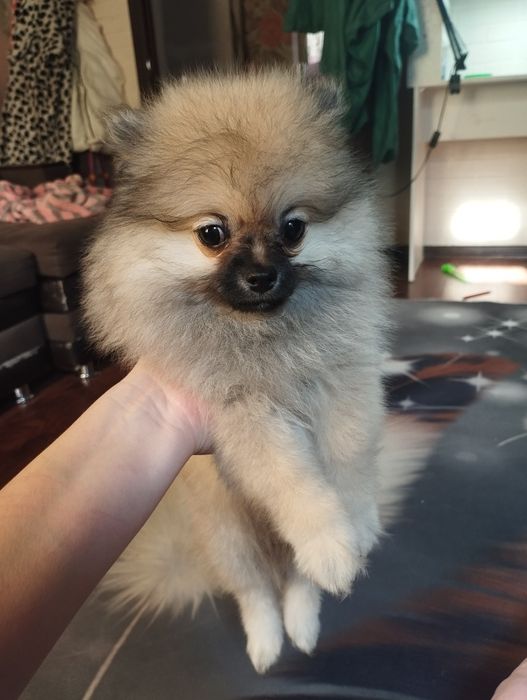 Мальчик шпиц 70000