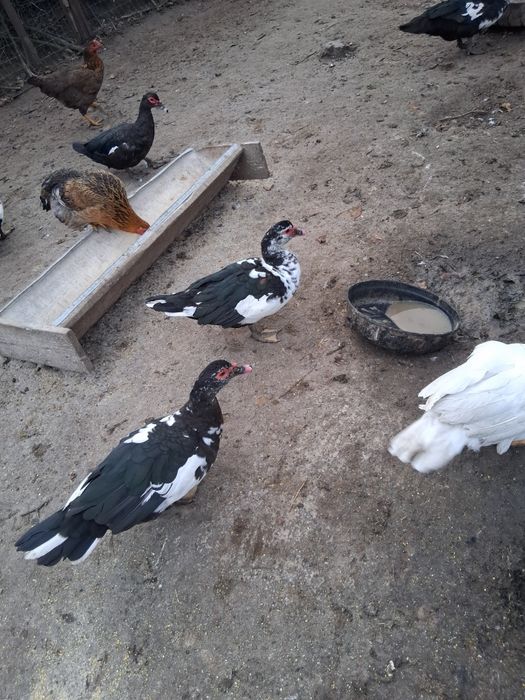 Vând rate mute de un an!