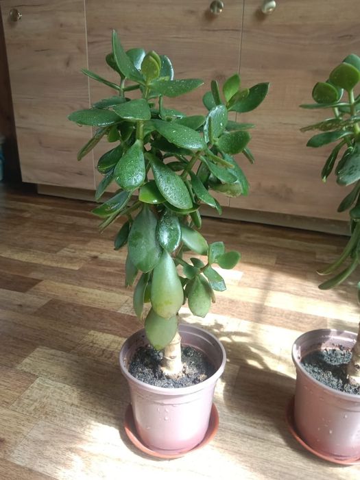 Денежное дерево - Тростянка