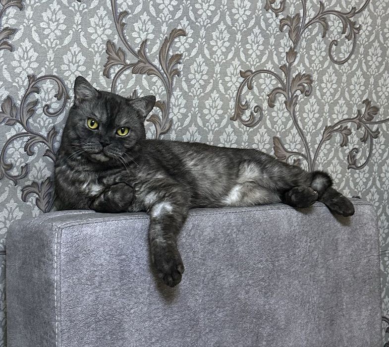 Продается кот британец