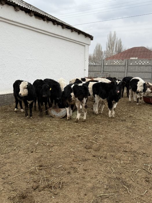 Бычки подсосы бұқа бұзау бык