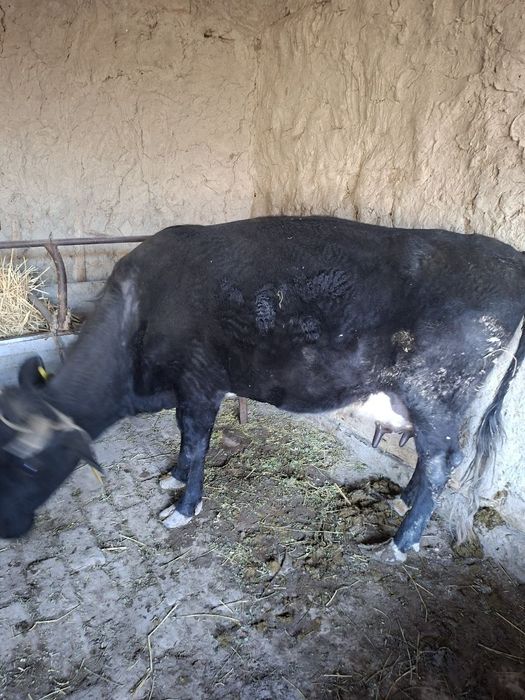 Сигир сутли сигир