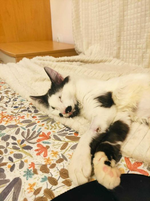 Подаряваме мъжко коте на 4 месеца