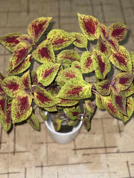 Колеусы сортовые вегетативные