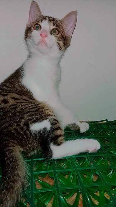 Юла красивый котёнок