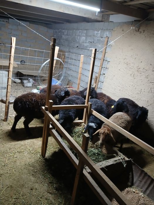 Семиз токтылар сатылады