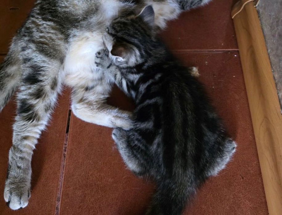 Шотландские котята.Котята Уральск. Котята Мичуринское