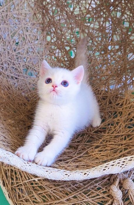 британские  котята с документами