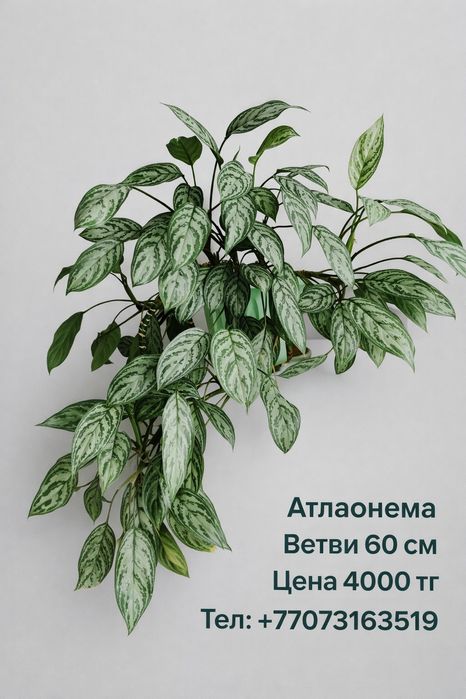 Комнатные растения