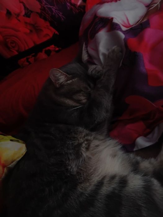 Ищу дом для котиков!
