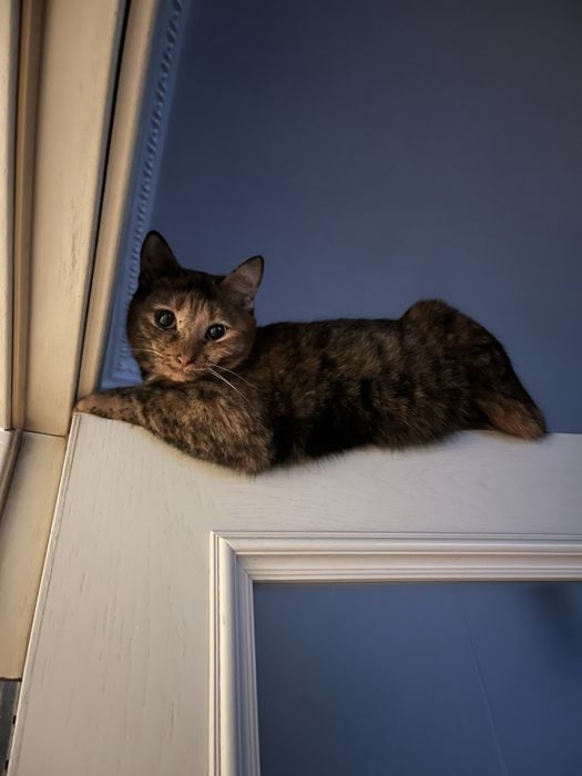 Кошечка в добрый руки