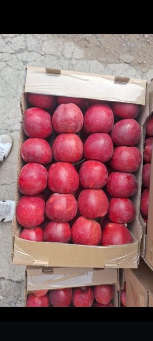 Яблони 7летки Мельба,американка ред кап уралочка