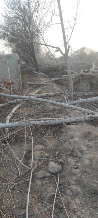 Свежий урилган Толлар сотилади